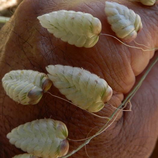 Briza maxima